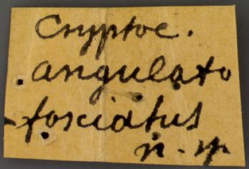 Media type: image; Entomology 9294   Aspect: labels